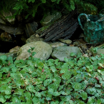 Saxifraga stolonifera - Strawberry Begonia