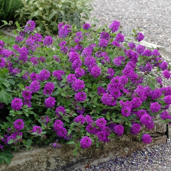 Verbena canadensis 'Homestead Purple' (Verbena) - Homestead Purple Verbena