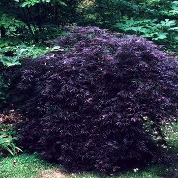 Acer palmatum var. dissectum - 'Crimson Queen' Japanese Maple