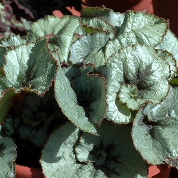 Begonia rex-cultorum (Rex Begonia) - Rex Begonia