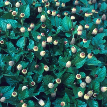 Acmella oleracea (Toothache Plant) - Toothache Plant
