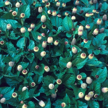 Acmella oleracea (Toothache Plant) - Toothache Plant Acmella oleracea (Toothache Plant) - Toothache Plant