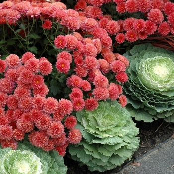 Brassica (Flowering Kale) - Flowering Kale Brassica (Flowering Kale) - Flowering Kale