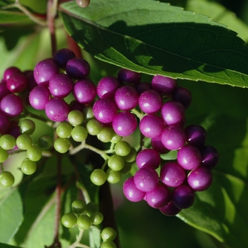 Callicarpa dichotoma - Common Beautyberry Callicarpa dichotoma - Common Beautyberry