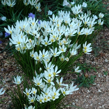 Zephyranthes candida - Rain Lily Zephyranthes candida - Rain Lily