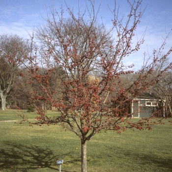 Malus - 'Sugar Tyme™' Crabapple