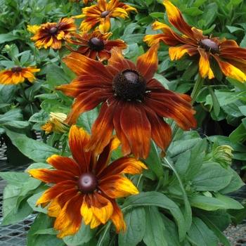 Rudbeckia hirta - 'Autumn Colors' Black-eyed Susan