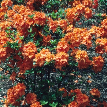 Rhododendron Exbury hybrid 'Gibraltar' (Azalea) - Gibraltar Azalea