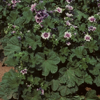 Alcea zebrina (Hollyhock) - Hollyhock