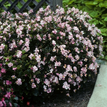 Begonia semperflorens - 'Super Olympia Light Pink' Wax Begonia Begonia semperflorens - 'Super Olympia Light Pink' Wax Begonia