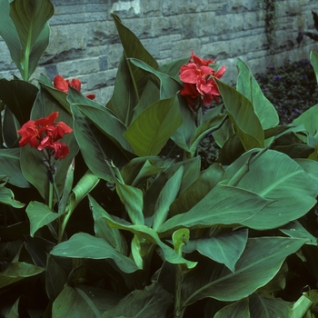 Canna x generalis 'The President' (Canna Lily) - The President Canna Lily Canna x generalis 'The President' (Canna Lily) - The President Canna Lily