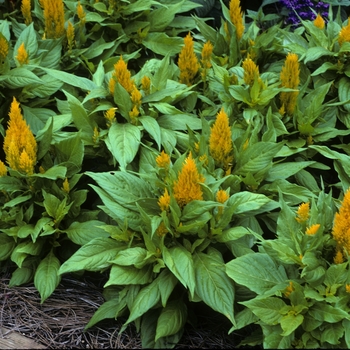 Celosia argentea plumosa - 'Fresh Look Yellow' Cockscomb Celosia argentea plumosa - 'Fresh Look Yellow' Cockscomb