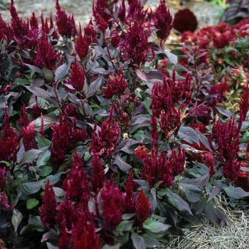 Celosia argentea var. plumosa - 'New Look' Cockscomb Celosia argentea var. plumosa - 'New Look' Cockscomb