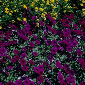 Petunia - Wave&reg; 'Purple'