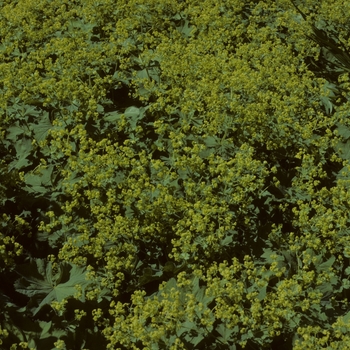 Alchemilla mollis - 'Thriller' Lady's Mantle