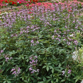 Cleome - 'Senorita Rosalita®' Spider Flower Cleome - 'Senorita Rosalita®' Spider Flower