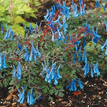 Corydalis curviflora var. rosthornii - ''Blue Heron'' Fumewort