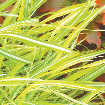Hakonechloa macra - ''Stripe It Rich'' Japenese Forest Grass
