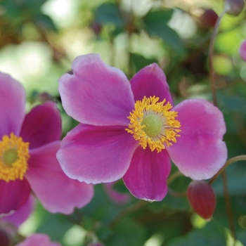 Anemone hupehensis - 'September Charm'