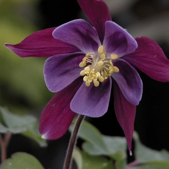 Aquilegia 'Biedermeier Mix' (Columbine) - Biedermeier Mix Columbine