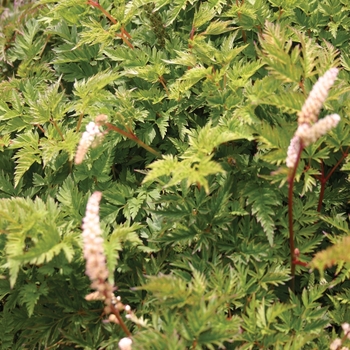 Aruncus aethusifolius - 'Noble Spirits' Miniature Goat's Beard