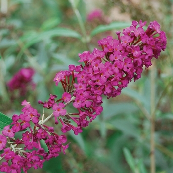 Buddleia davidii 'Royal Red' (Butterfly Bush) - Royal Red Butterfly Bush