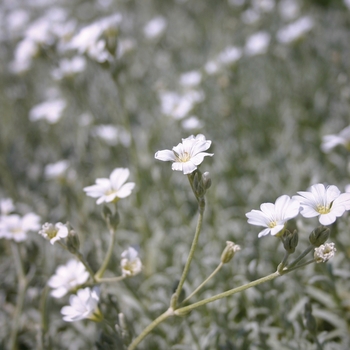 Cerastium tomentosum 'Yo Yo' (Snow in Summer) - Yo Yo Snow in Summer