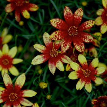 Coreopsis verticillata 'Route 66' PP20609 (Tickseed) - Route 66 Tickseed