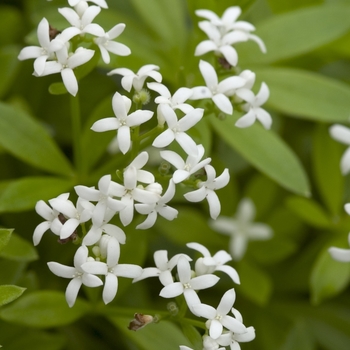 Galium odoratum (Sweet Woodruff) - Sweet Woodruff