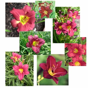 Hemerocallis 'Pardon Me' (Daylily) - Pardon Me Daylily