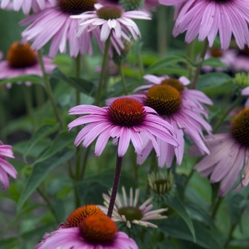 Echinacea purpurea 'Magnus' (Coneflower) - Magnus Coneflower