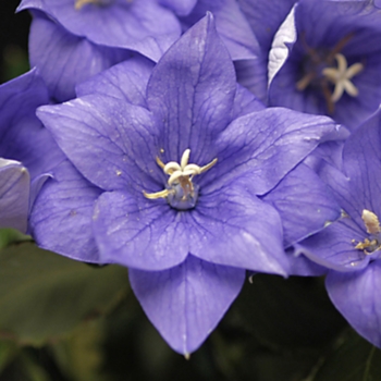 Platycodon grandiflorus 'Double Blue' (Balloon Flower) - Double Blue Balloon Flower