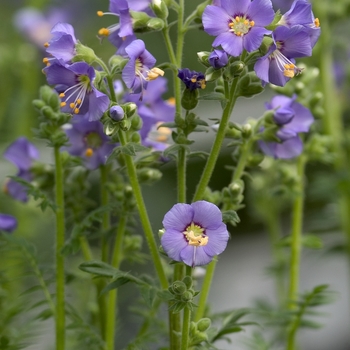 Polemonium boreale 'Heavenly Habit' (Jacob's Ladder) - Heavenly Habit Jacob's Ladder