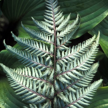 Athyrium niponicum var. pictum - ''Silver Falls'' Silver Falls Japanese Painted Fern