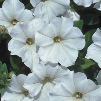 Petunia - Supertunia Mini Vista&reg; White