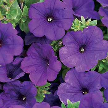 Petunia - Supertunia&reg; ''Royal Velvet&reg;''