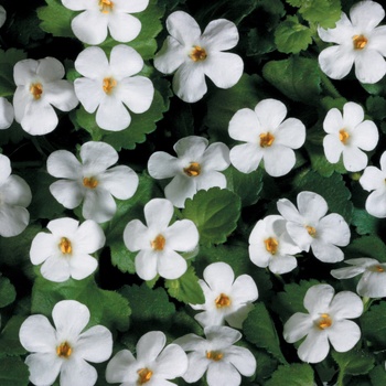 Sutera cordata (Bacopa) - Snowstorm® ''Giant Snowflake®''