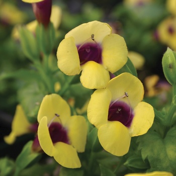 Torenia (Wishbone Flower) - Catalina&reg; 'Gilded Grape&reg;'