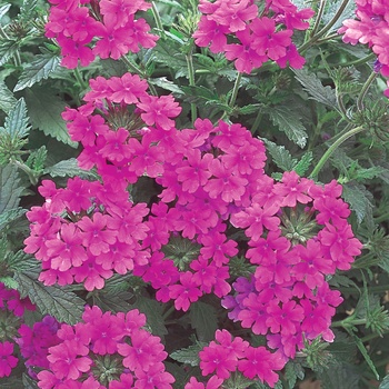 Verbena - Superbena&reg; ''Pink Shades''