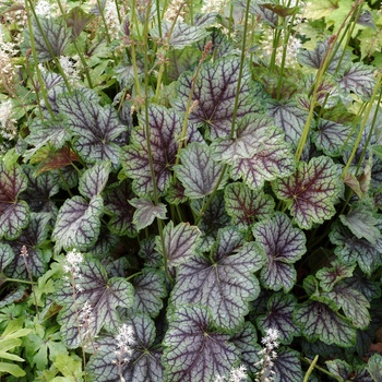 Heuchera americana - ''Green Spice'' Coral Bells