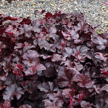 Heuchera - ''Obsidian'' Coral Bells