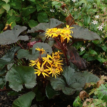 Ligularia dentata - ''Britt Marie Crawford'' Bigleaf Goldenray