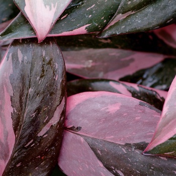 Philodendron erubescens 'Pink Princess' (Philodendron) - Pink Princess Philodendron Philodendron erubescens 'Pink Princess' (Philodendron) - Pink Princess Philodendron