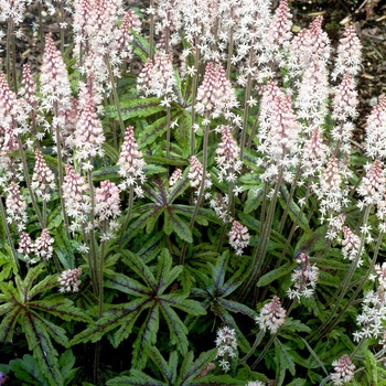 Tiarella - ''Candy Striper'' Foamflower