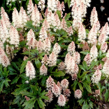 Tiarella - ''Pink Skyrocket'' Foamflower