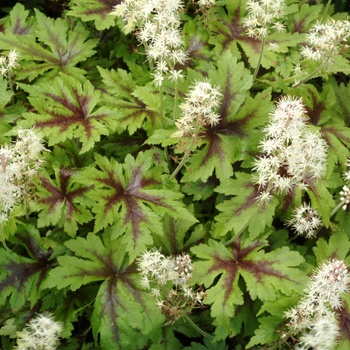 Tiarella cordifolia - ''Sugar and Spice'' Foamflower