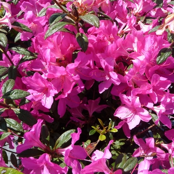 Rhododendron (Azalea) - Encore&reg; 'Autumn Amethyst&reg;'