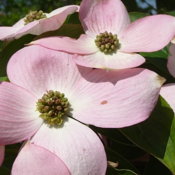 Cornus ''Rutgan'' PP7207 - Stellar Pink® Dogwood Cornus ''Rutgan'' PP7207 - Stellar Pink® Dogwood
