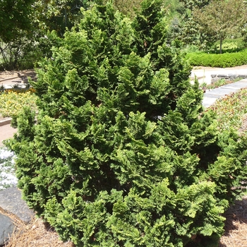 Chamaecyparis obtusa - 'Nana' Hinoki Falsecypress