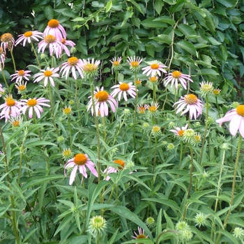 Echinacea purpurea (Purple Coneflower) - Purple Coneflower